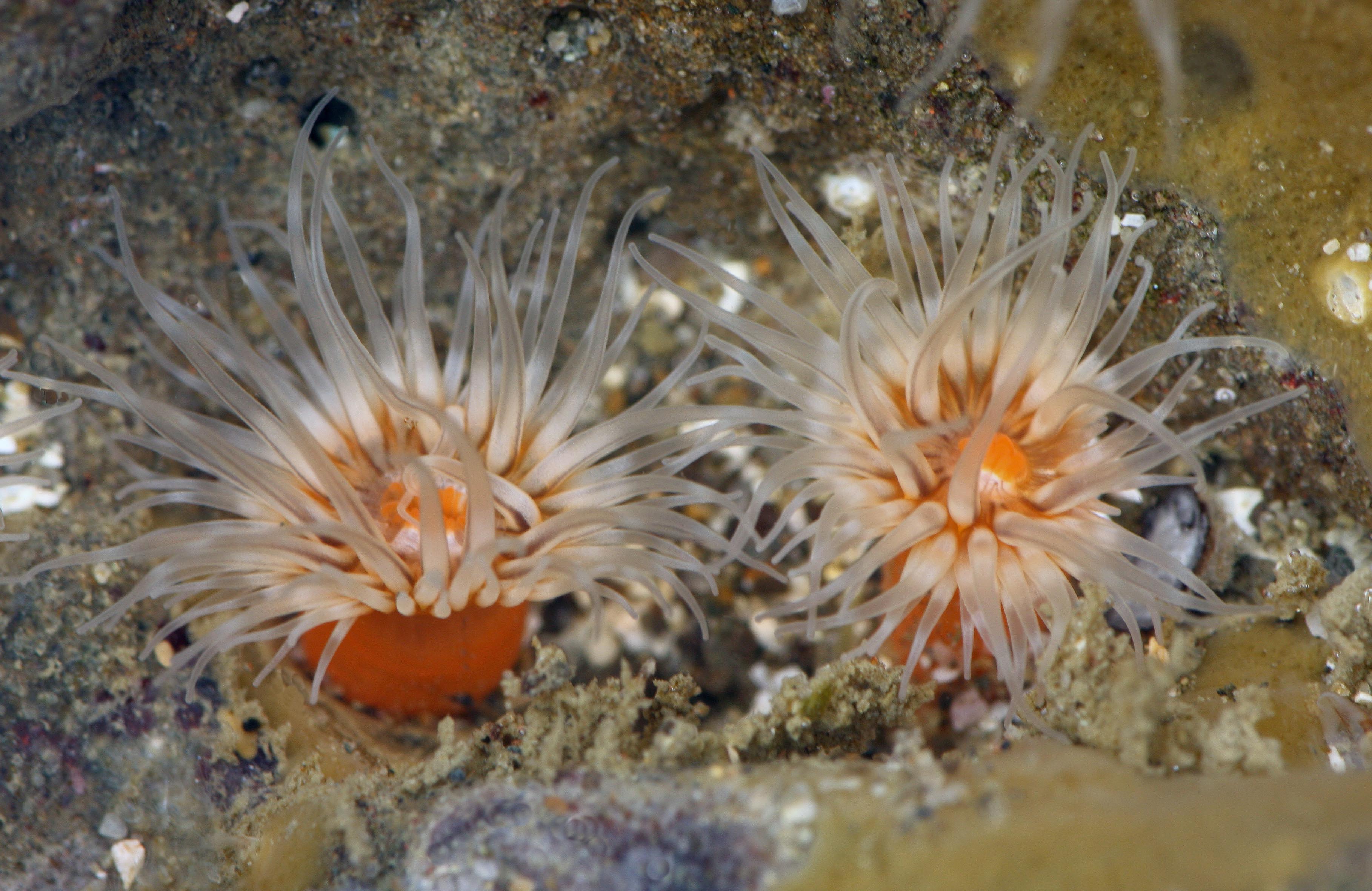 Представитель Семейства Diadumenidae